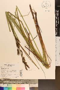 Carex decomposita image