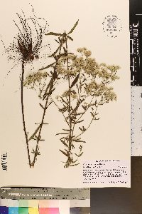 Eupatorium mohrii image