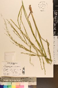 Glyceria septentrionalis image