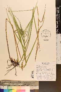 Carex muskingumensis image