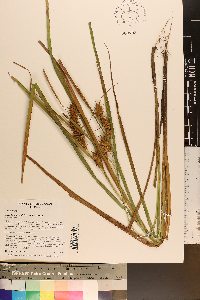 Carex lupuliformis image