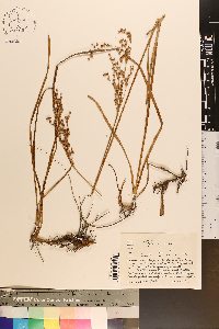 Juncus biflorus image