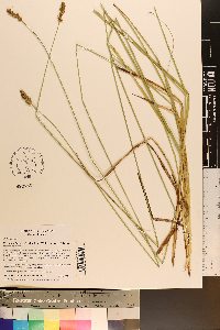 Carex muehlenbergii var. enervis image