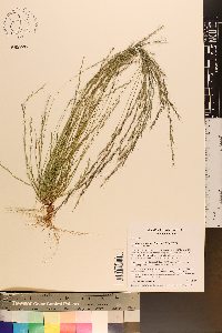 Aristida longespica var. longespica image