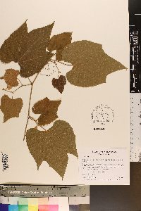 Vitis cinerea image