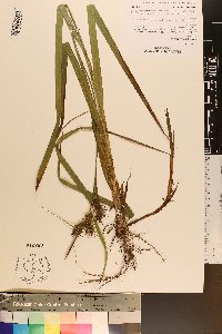 Carex gigantea image