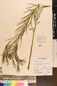 Amsonia hubrichtii image