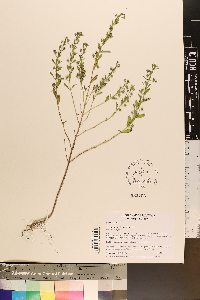 Trichostema coeruleum image