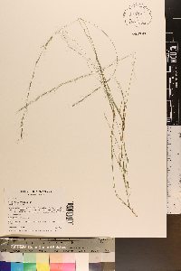 Aristida dichotoma image