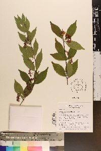 Callicarpa dichotoma image