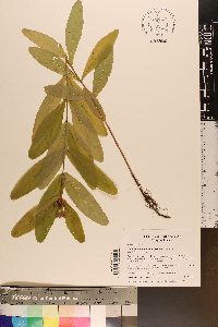 Triadenum tubulosum image