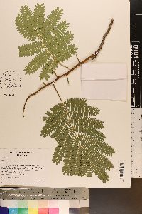 Albizia julibrissin image