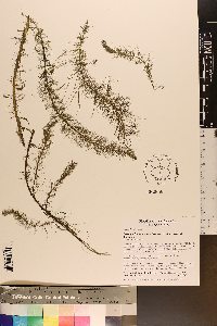 Myriophyllum pinnatum image