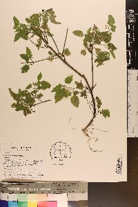 Solanum ptychanthum image