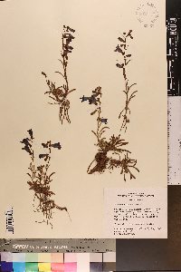 Penstemon parvus image