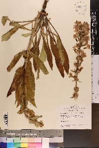 Penstemon payettensis image