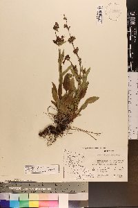 Penstemon pruinosus image