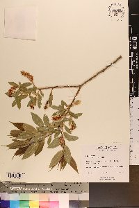 Salix lucida image