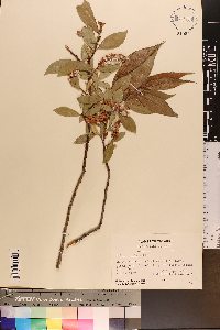 Salix lucida image