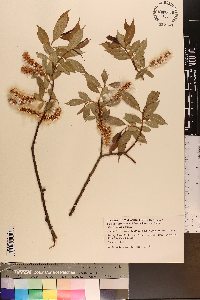 Salix lucida image