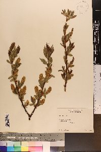 Salix lucida image