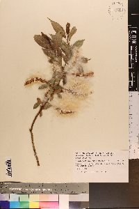 Salix lucida image