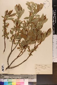 Salix lucida var. angustifolia image