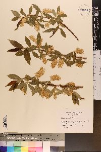 Salix lucida image