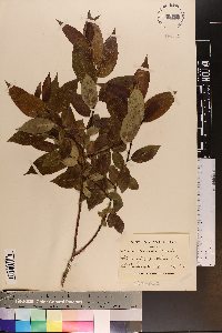 Salix lucida image