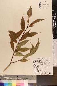 Salix lucida image