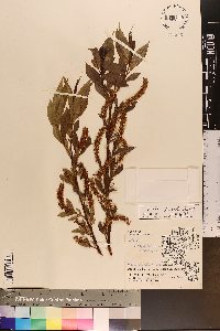 Salix lucida image