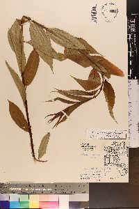 Salix lucida image