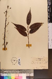 Salix lucida image