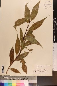 Salix lucida image