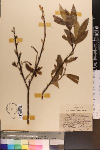 Salix lucida image