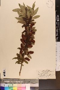 Salix lucida image