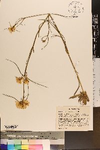 Sabatia gentianoides image