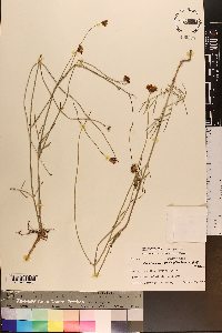 Thelesperma megapotamicum image