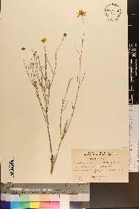 Thelesperma megapotamicum image