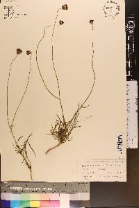 Thelesperma megapotamicum image