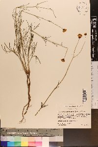 Thelesperma megapotamicum image