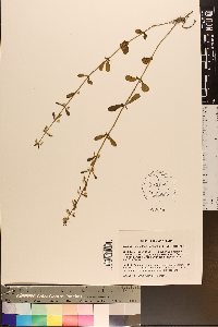 Scutellaria integrifolia var. integrifolia image