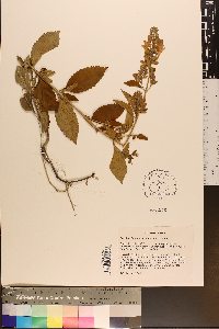 Scutellaria mellichampii image
