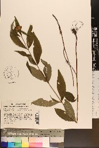 Pycnanthemum montanum image