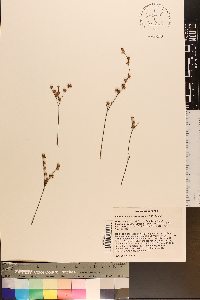 Linum macrocarpum image