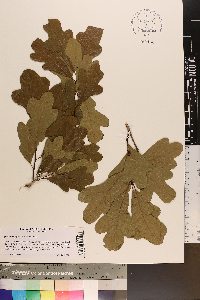 Quercus margarettae image