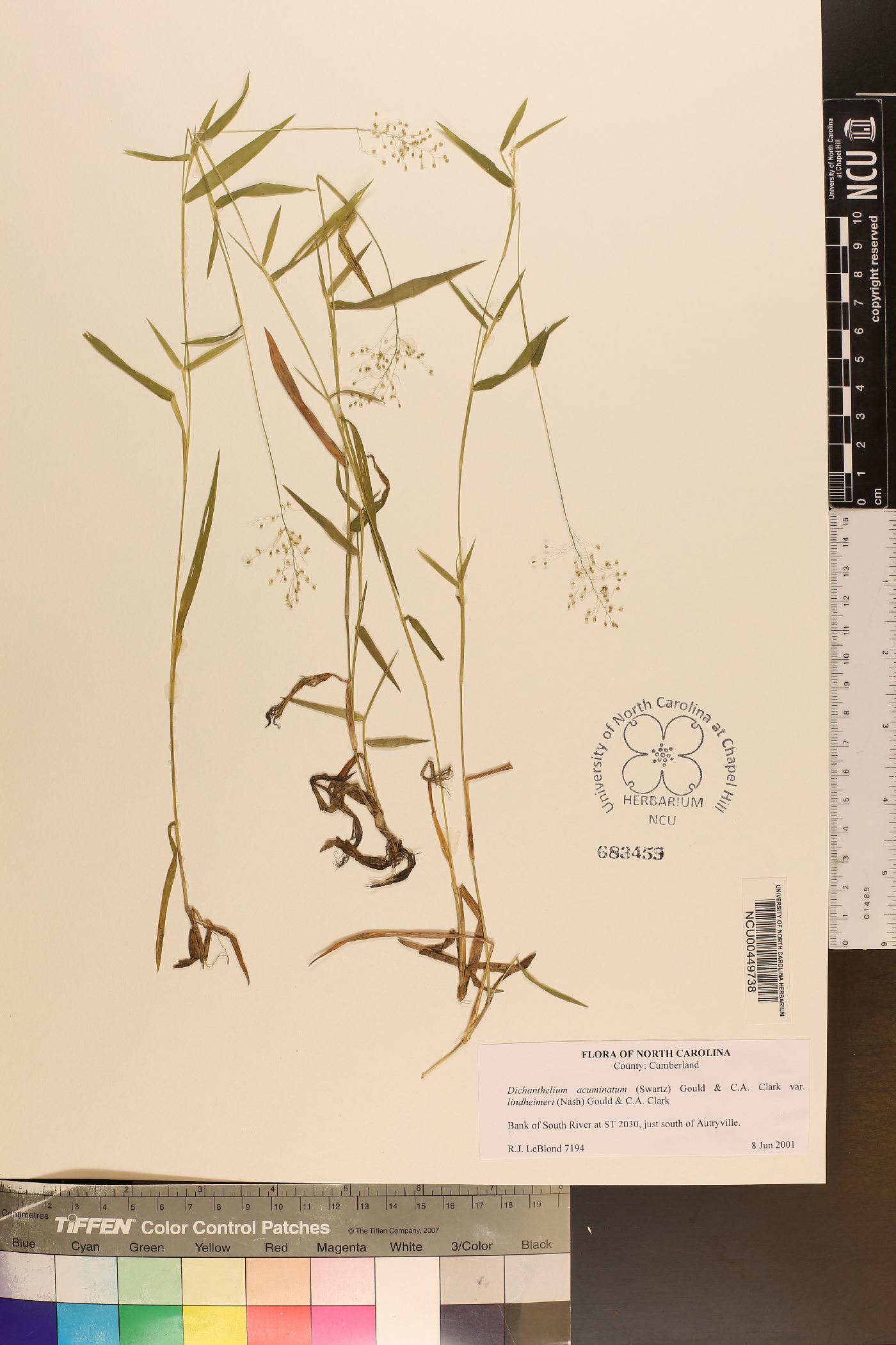 Dichanthelium acuminatum subsp. lindheimeri image