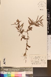 Lysimachia lanceolata image