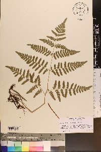 Pteridium esculentum image