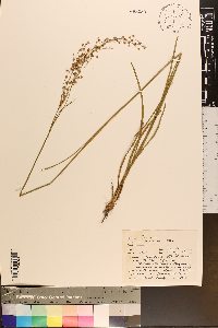 Juncus biflorus image